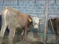 Ցուլ, Խոշոր եղջերավոր — լուսանկար 4