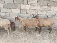 Ovelhas (lote, sexo não especificado), Ovelhas — foto 4