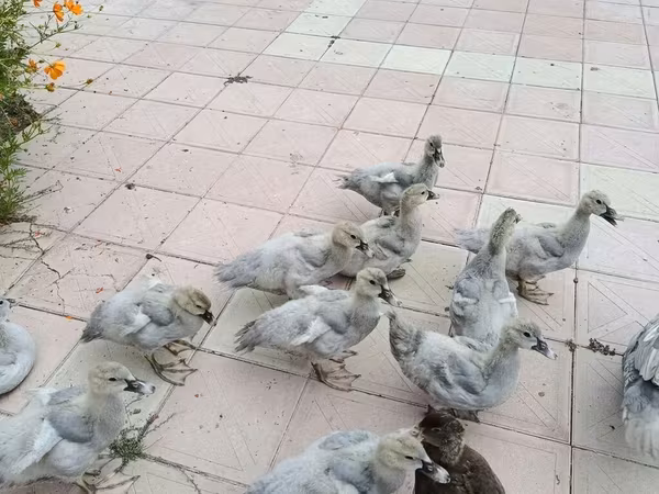 Ducks