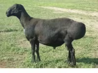 Ոչխար, Edilbay sheep — լուսանկար 1