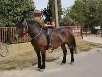 Էգ ձի, Hungarian horse breed — լուսանկար 7