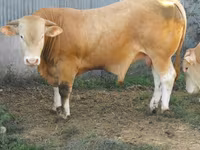 Ցուլ, Blonde d’Aquitane cattle — լուսանկար 5