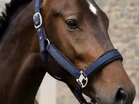 Ձի, Karachay horse — լուսանկար 2