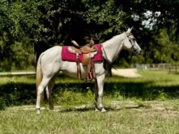 Էգ ձի, Quarter Horse