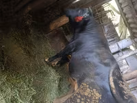 公牛, Cattle — 照片 3