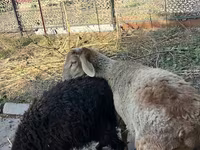 Խոյ, Hissar sheep — լուսանկար 1
