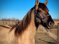 Horse (M), Rocky Mountain Horse — photo 8