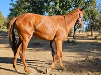 Stute, Arabian horse — Foto 1