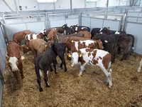 Կով, Russian Black pied cattle — լուսանկար 1