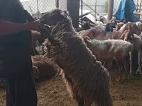 Խոյ, Ոչխարներ — լուսանկար 2