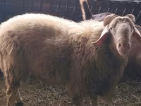 Қошқар, Assaf sheep — 1-сурет