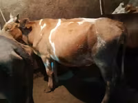 Կով, Simmental cattle — լուսանկար 1