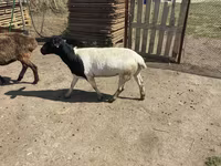 Խոյ, Dorper sheep — լուսանկար 1