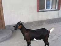 Ziege, Nubian Goat — Foto 5