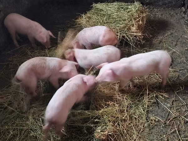 Säue, Schweine