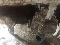 母牛, Cattle — 照片 2
