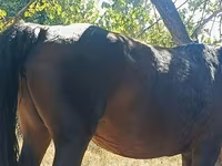Stute, Kyrgyz Horse — Foto 2