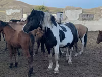 Hengst, Mugalzhar horse — Foto 3