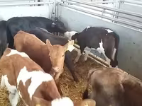 Ցուլ, Simmental cattle — լուսանկար 1