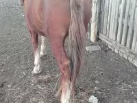 Horse (M), Russian Heavy Draft — photo 3