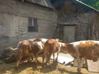 सांड, Simmental cattle — फ़ोटो 6