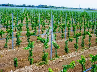 Sîrmă zincată în asortiment — сүрөт 5