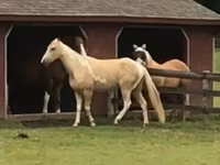 Ձի, Racking Horse — լուսանկար 2