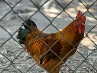 Chickens — الصورة 2