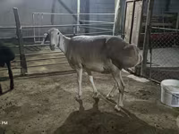 Ovelha, Afghan Arabi sheep — foto 2