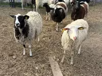 Carneiro, Dorper sheep — foto 1
