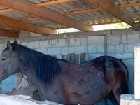 Mare, Horses — photo 2