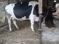 母牛, Russian Black pied cattle — 照片 4