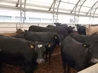 牛只（批次，未指定性别）, Aberdeen-Angus — 照片 1