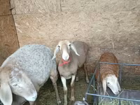 نعجة, Arashan sheep — الصورة 2