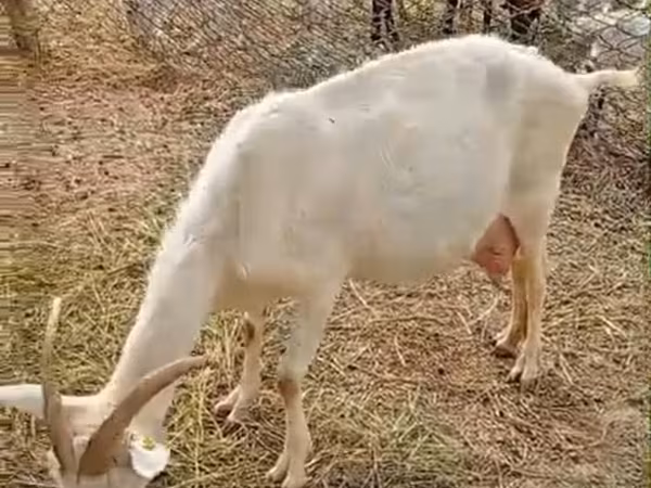 Էգ այծ, Saanen goat