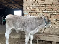 सांड, Swiss cattle — फ़ोटो 4