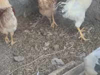 Chickens — फ़ोटो 6