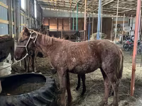 Cavalo, Cavalos — foto 4