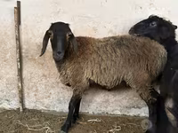 Ոչխար, Blackheaded Persian sheep — լուսանկար 1