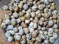 Լորի ձու - անսահմանափակ քանակով — լուսանկար 1