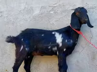 Ешкі, Beetal goats — 1-сурет
