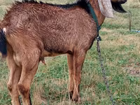 Ziegenbock, Ziegen — Foto 2