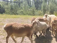 Խոյ, Afghan Arabi sheep — լուսանկար 2