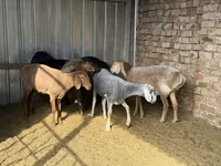 Ոչխար, Arashan sheep — լուսանկար 3