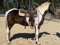 Ձի, American paint horse — լուսանկար 3