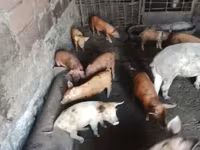 Sow, Pigs — photo 7