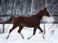 Էգ ձի, American shetland pony — լուսանկար 2