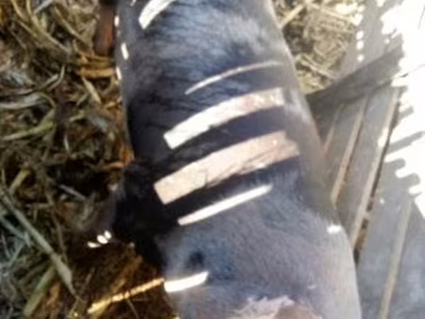 मादा सूअर, सूअर