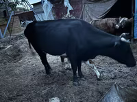 Cow, Latvian Blue cattle — photo 7