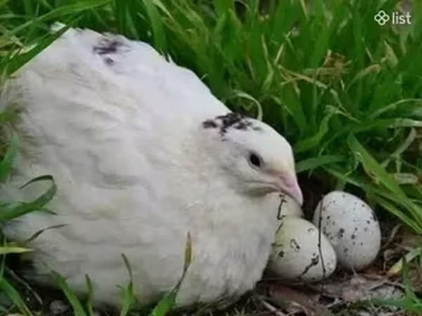 Quails — Armenia